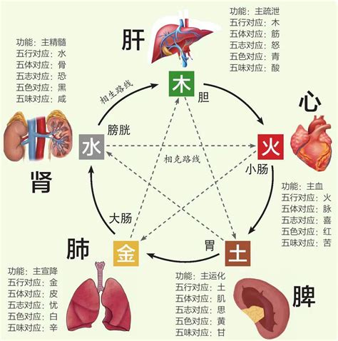 五藏六腑|六腑